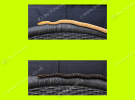 BURMESE PYTHONS