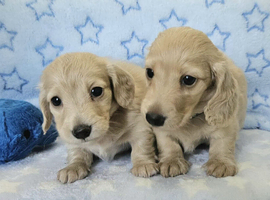 Clear cream long haired mini dachshunds