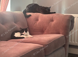 2 beautiful cats one who&rsquo;s almost 4 years old and an almost 1 year old