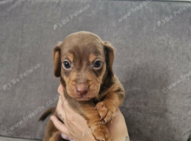 Docker (dachshund x cocker)
