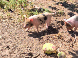 Piglets, juliana piglets, mini pigs, micropigs