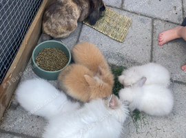 3 beautiful double maned lionhead babies ready for forever homes