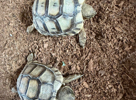 2 baby tortoises