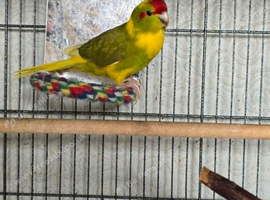 Stunning & Large Male Kakariki (3 Months Old) &ndash; Great Lineage!