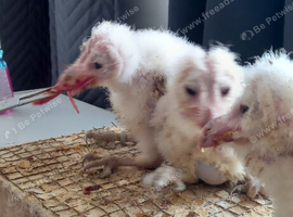 Baby owlets