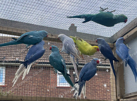 Indian Ringneck