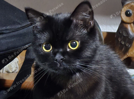 Bombay 8 months female cat