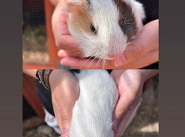 Boy guineapigs for sale