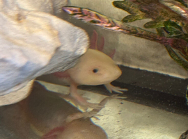 Axolotl and Tank for sale