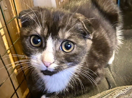 Scottish Fold Boy &ndash; Playful, Confident & Full of Character
