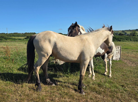Connemara Gelding