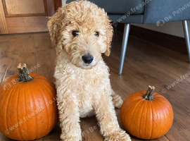 READY NOW LAST ONE! Goldendoodle Boy Puppy