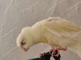 Cream kakariki