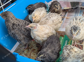 Quails looking for home