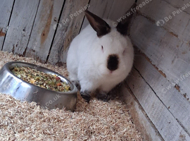 Male Himalayan rabbit