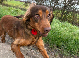 Male Choc and Tan Sprocker