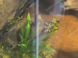 Two male musk turtles