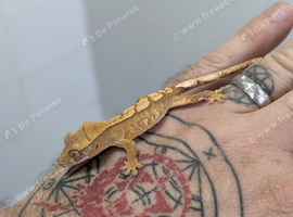 Baby crested geckos