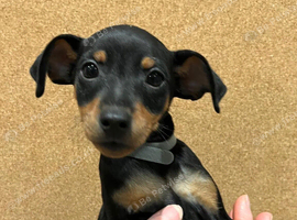 Beautiful Purebred Miniature Pinscher Puppies - Boys & Girls