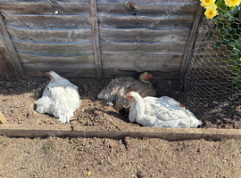 4 hens