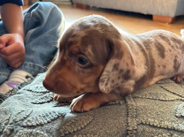 dappled  short-haired boy
