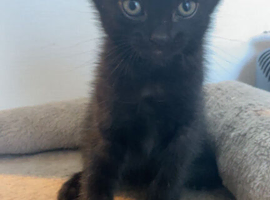 Grey tabby,grey and black kittens