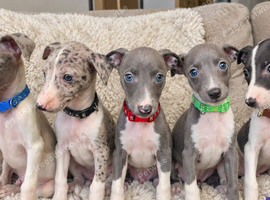 Beautiful Whippet Puppies