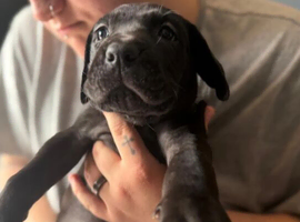 READY TO VIEW Pure Breed Cane Corso Puppy&rsquo;s