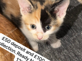 3 kittens for sale