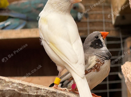 Stunning canaries