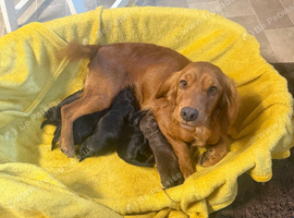 Cocker spaniel puppies