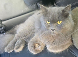 British longhair