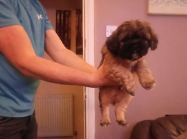Puppys for sale