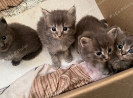 4 female British longhair kittens