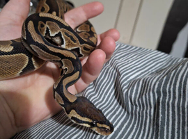 Normal het pied   female