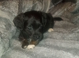 Girl shorkie