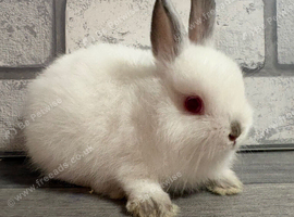 Netherland Dwarf Himi Baby