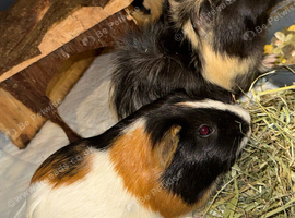 guinea pig including cage and all stuff needed