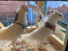 For swap with Indian fantails