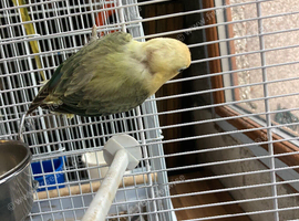 Love bird baby