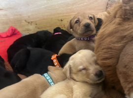 READY 11TH JULY KC REG BLACK AND YELLOW LABRADOR PUPPIES