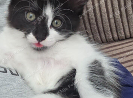 Kittens
