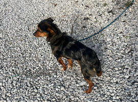 Male merle chihuahua