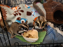 2 bonded females