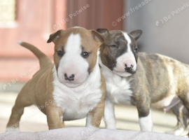 Excellent miniature bull terrier puppies