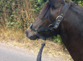 Permanent lisn 12hh mare 6yo