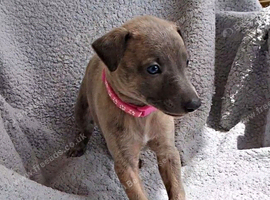 KC registered- True to type whippets