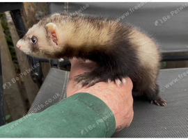 Hob ferret