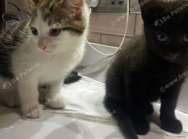2 beautiful playful kittens