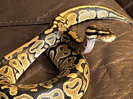 male and female Royel pythons